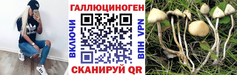 Галлюциногенные грибы Psilocybe  Петровск 